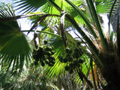 double coconut tree
