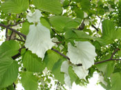 Dove Tree Flowers