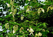 Dove Tree Photo