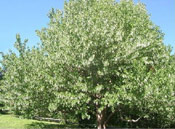 Dove Tree Picture