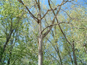 Eastern Cottonwood Tree