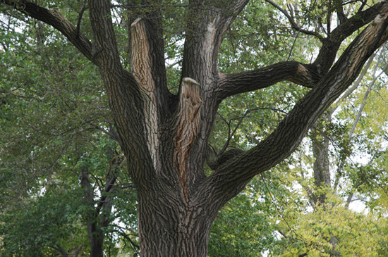 elm tree bark photo. elm tree bark identification.