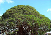 Fig Tree Image