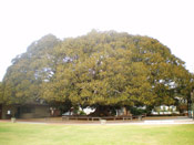 Fig Tree Photo