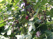 Fig Tree fruit