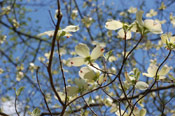 Flowering Dogwood Tree