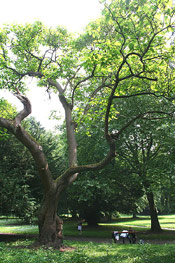 Fox Glove Tree