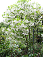 Fringe Tree in Bloom