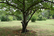 mulberry tree