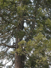 Giant Sequoia Photo