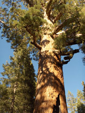 Giant Sequoia Photograph