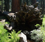 Giant Sequoia Fallen