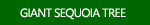 Giant Sequoia tree images