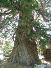 Giant Sequoia Picture