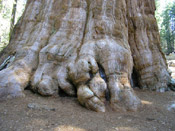 gnarled sequoia tree