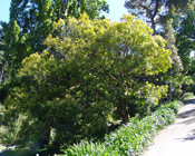 Gordonia Tree