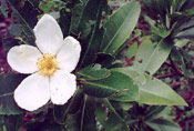 Gordonia Blooms
