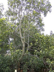 Gordonia Tree Picture