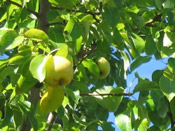 goru pear tree