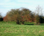 Hawthorn Tree Image
