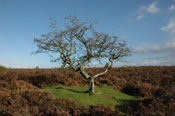 Hawthorn Tree Pic