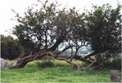 Hawthorn Tree Photo