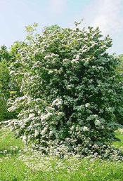 Hawthorn Tree Picture