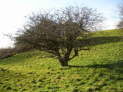 Old Hawthorn Tree Image