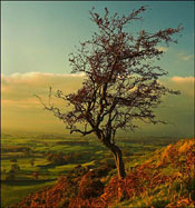 Hawthorn Tree Picture