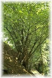 Hazelnut Tree Photo