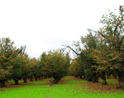 Hazelnut Orchard