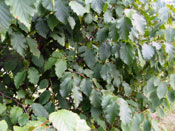 Hazelnut Tree Photo