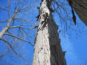 Hickory Tree Image