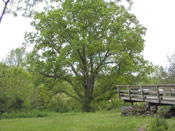 Hickory Tree Photo