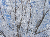 iced mulberry tree