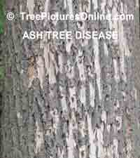 Ash Tree: European Ash Bug Attack