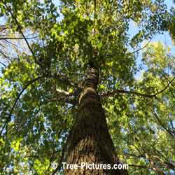 Beech Tree Pictures: Mature American Beech Tree in the Forest