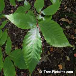 American Beech Tree Pictures: New Beech Tree Leaf & Leaves