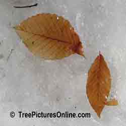 Beech Trees: Identify Winter American Beech Leaf in Snow