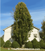 Pictures of Beech Trees: American Beech Tree Species