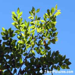 Beech Tree Type: American Beech Tree Leaves Hi-lited By The Sun's Rays