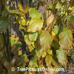 European Beech: Autumn Beech Tree Leaf, Leaves