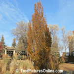 Beech Trees: European Beech Tree Type, Fall Colors