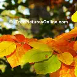 Beech Tree Leaves