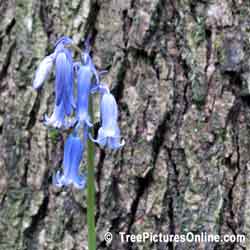 Pictures of Beech Trees: Beech Tree Bark with Blue Bell Flower