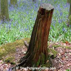 Beech Bark: Beech Tree Bark with Blue Bell Flower