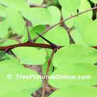 locust tree image -  Black Locust Thorns, Leaf and Branch