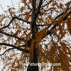 Honey Locust: Autumn Yellow Honey Locust Tree Leaves | Tree:Locust+Honey+Leaf @ TreePicturesOnline.com
