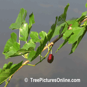 Mulberries: Mulberry Tree Red Fruit Picture