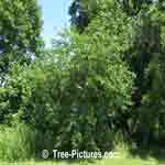 Photo of a mulberry tree